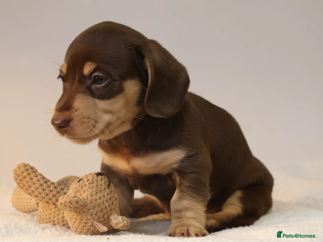 Miniature Dachshund dogs for sale: 5*Licensed+KC+PRAclear+VETchecked+Chocolate&Cream - Advert 30