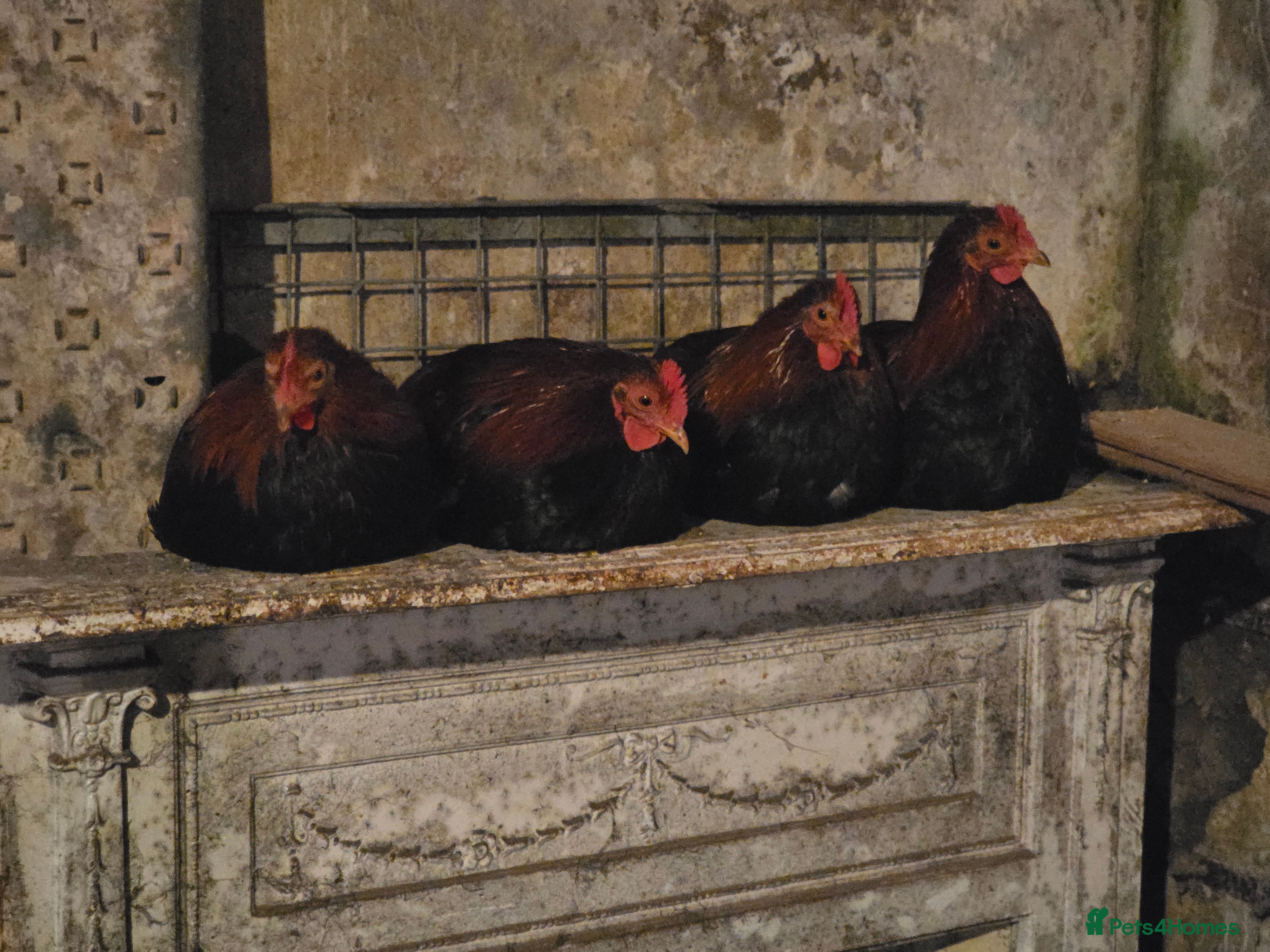 Chickens poultry 4 cockerals  - Advert 1