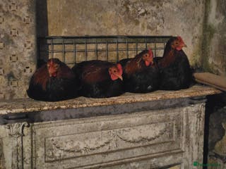 Chickens poultry 4 cockerals - Advert 10