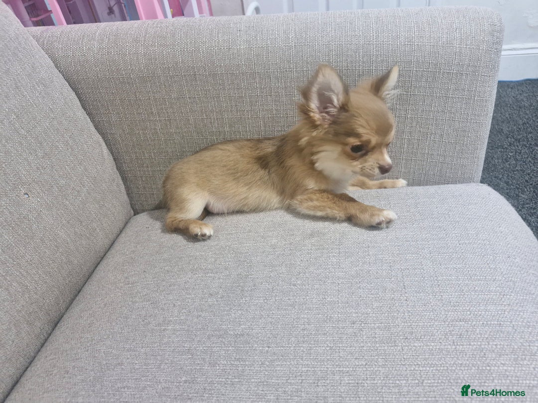 Chihuahua dogs for sale: Chihuahua puppy - Advert 4