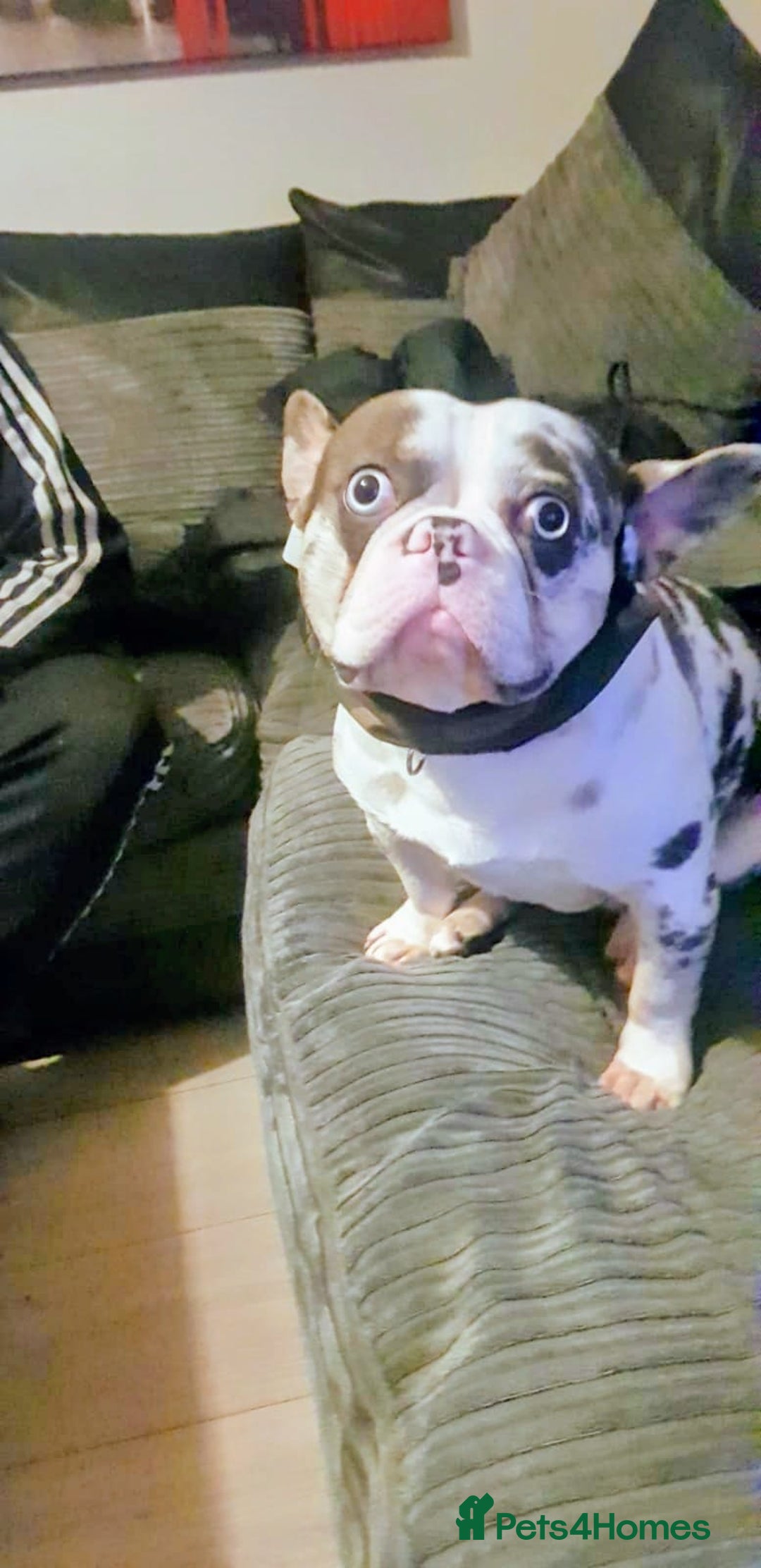 French Bulldog dogs for sale: UNIQUE 2 YEAR OLD MALE FRENCH BULLDOG (BLUE EYES)  - Advert 6