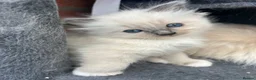 Ragdoll cats for sale: Beautiful GCCF Lilac/Blue Mitted kittens 🥇🐾 - Advert 7