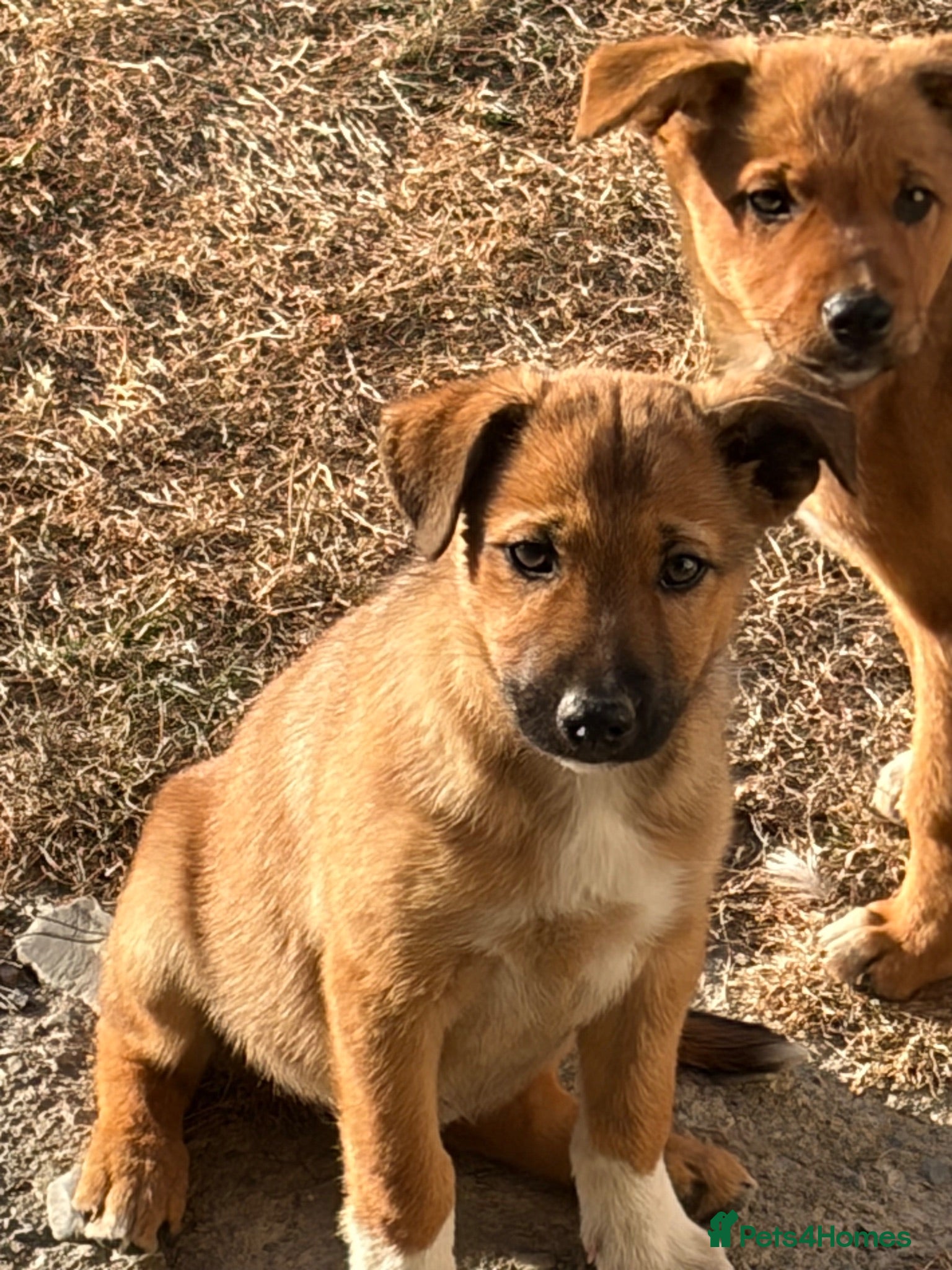 Mixed Breed dogs Stunning Tri col pup - male no 1 left 💙 - Advert 1