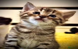 Ragdoll cats for sale: 🌟 Ragdoll x Bengal – Exquisite Baby Kittens 🌟 - Image 1