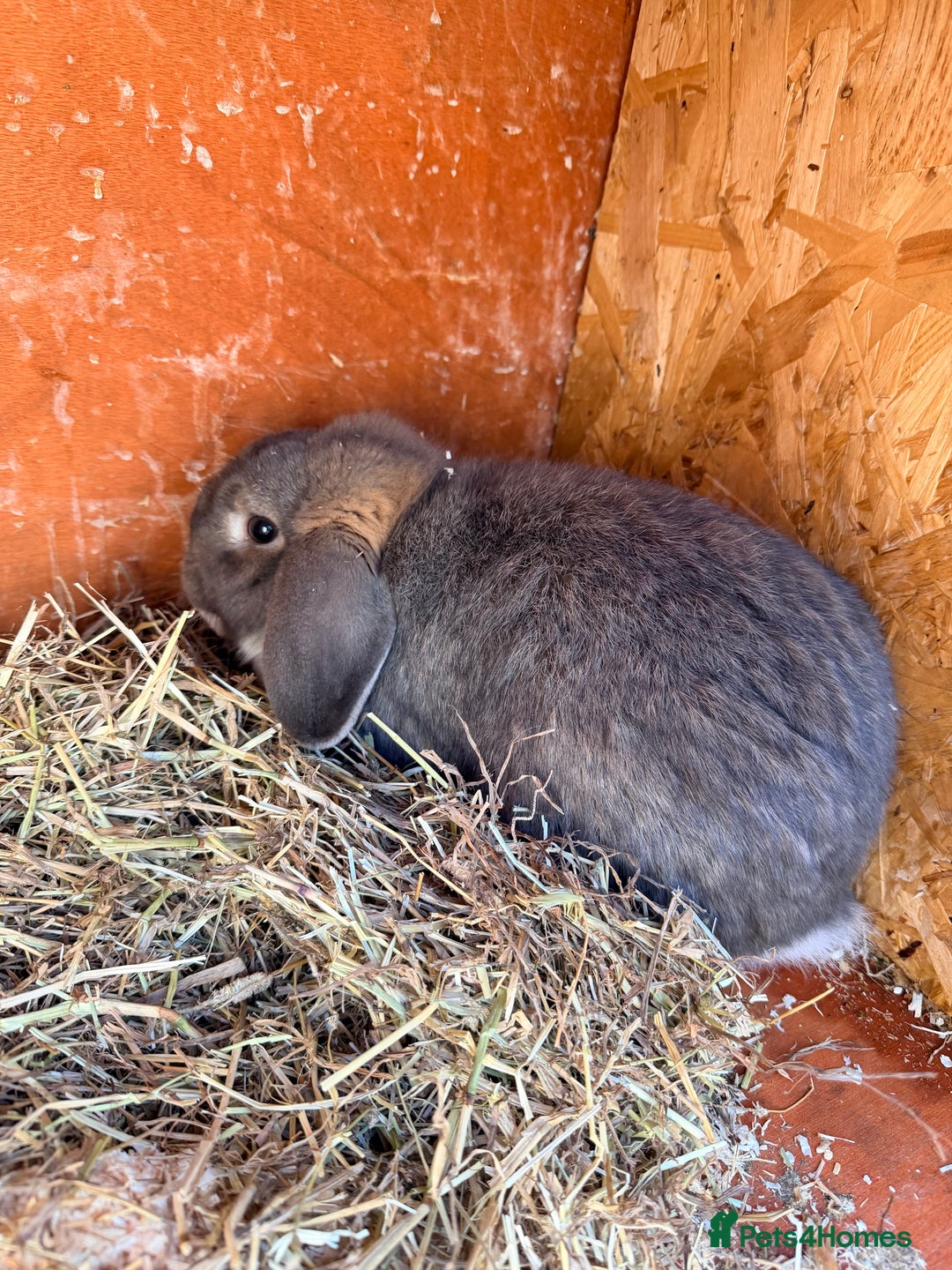 Mini Lop rabbits for sale: I am selling 4 bunnies  - Advert 9