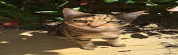 Mixed Breed cats for sale: Bengal mix sisters  in Harrogate - Advert 15
