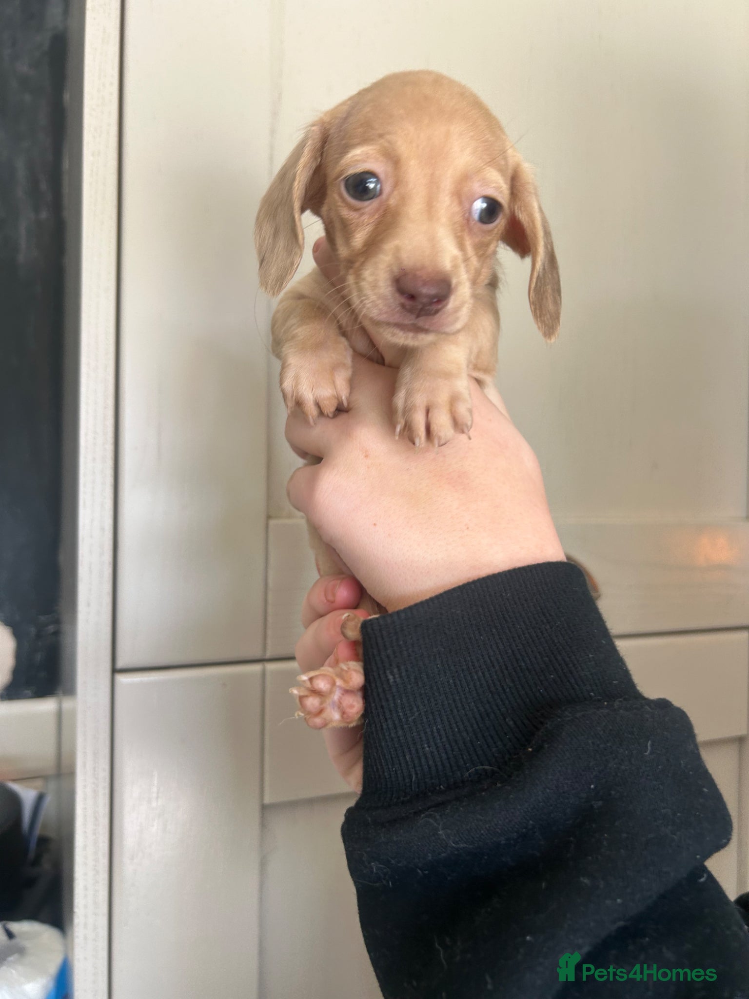 Miniature Dachshund dogs for sale: KC miniature dachshunds - Advert 6