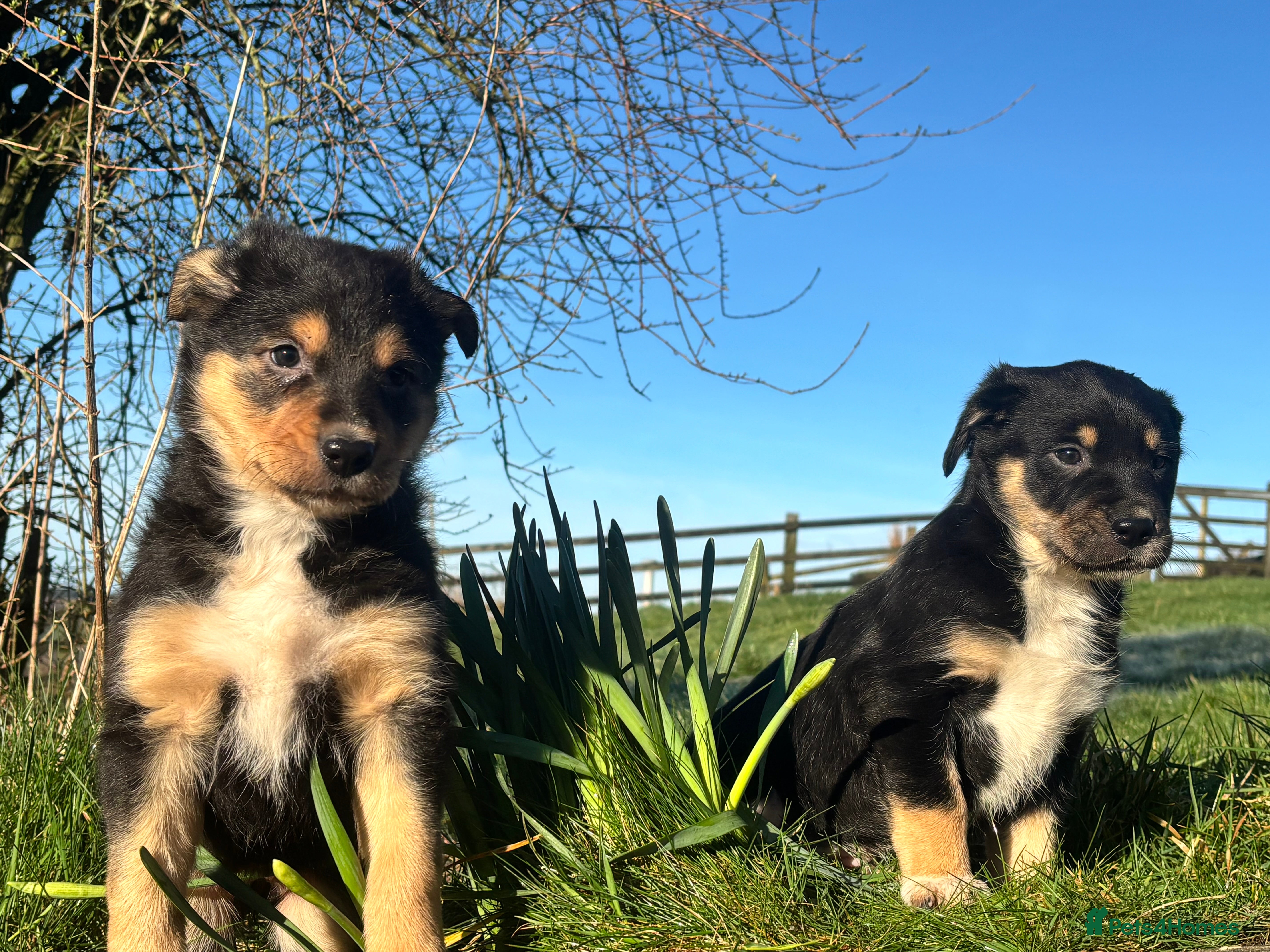 Mixed Breed dogs Adorable Bundles of Joy - Advert 3
