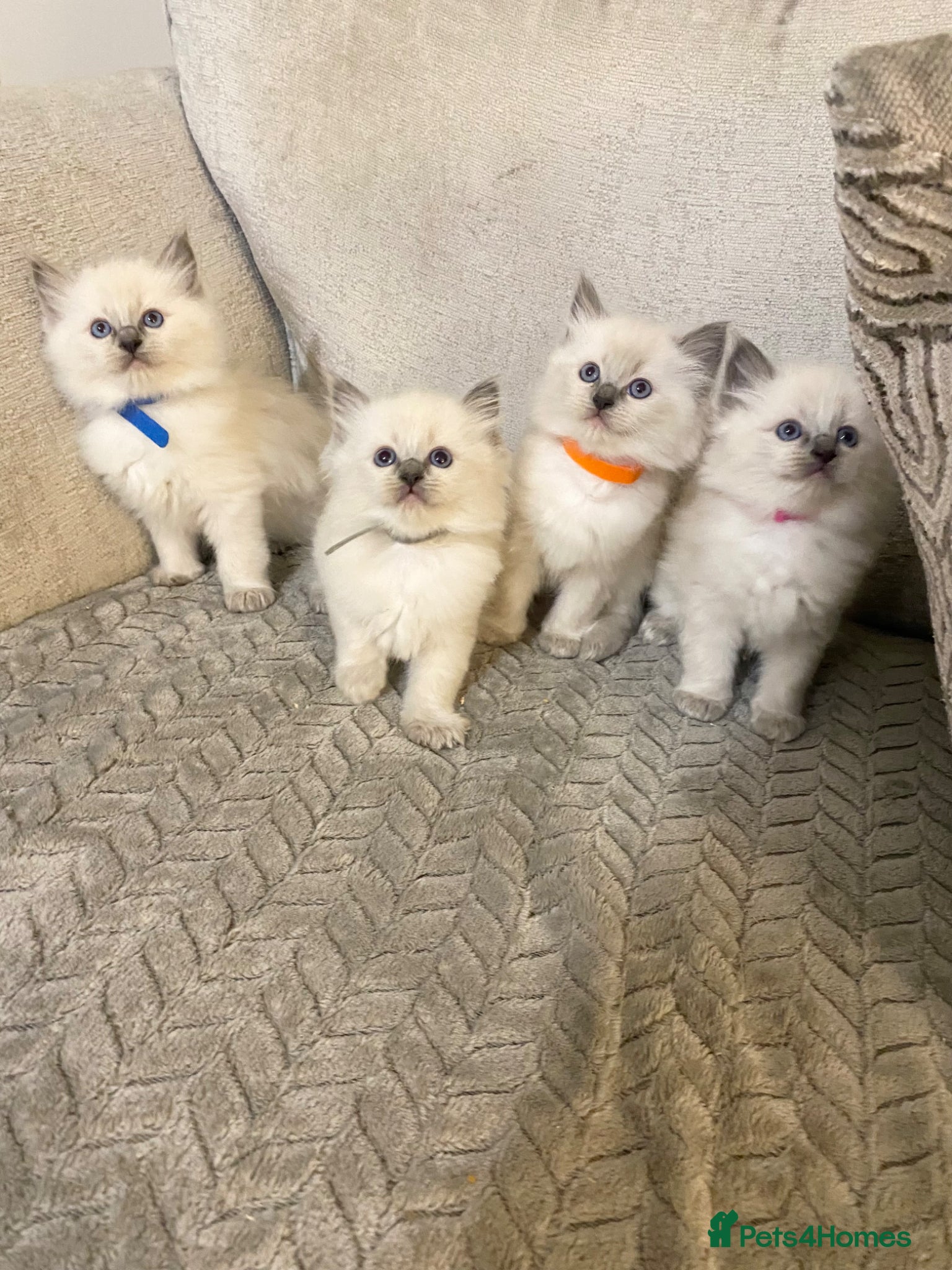 Ragdoll cats Ragdoll kittens  - Advert 1