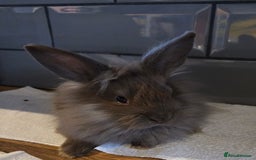 Lionhead rabbits for sale: 8 week old lionhead rabbit for new homes  - Image 4