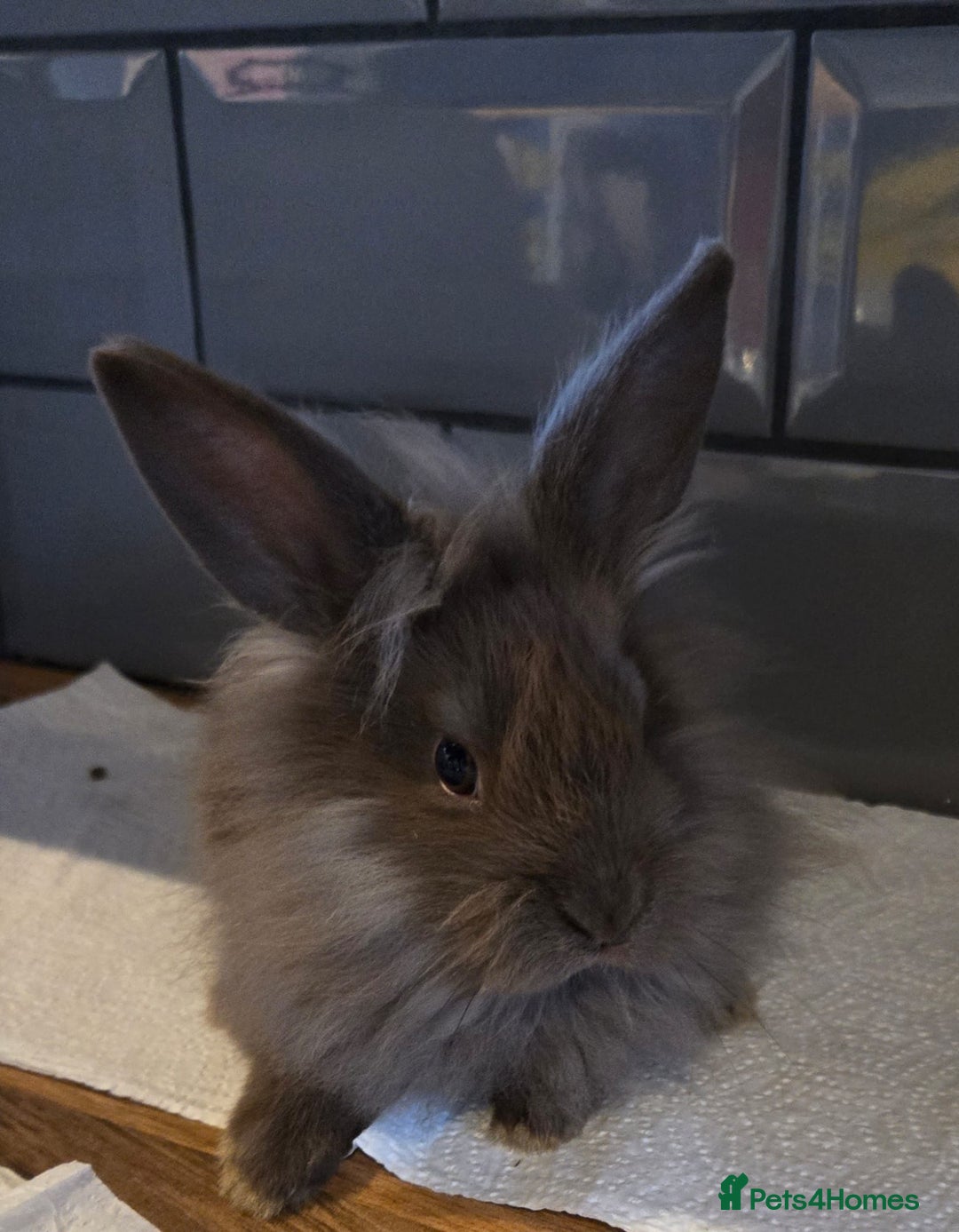 Lionhead rabbits for sale: 8 week old lionhead rabbit for new homes  - Image 4