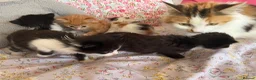 British Shorthair cats for sale: Cute litter of five female kittens  - Advert 9