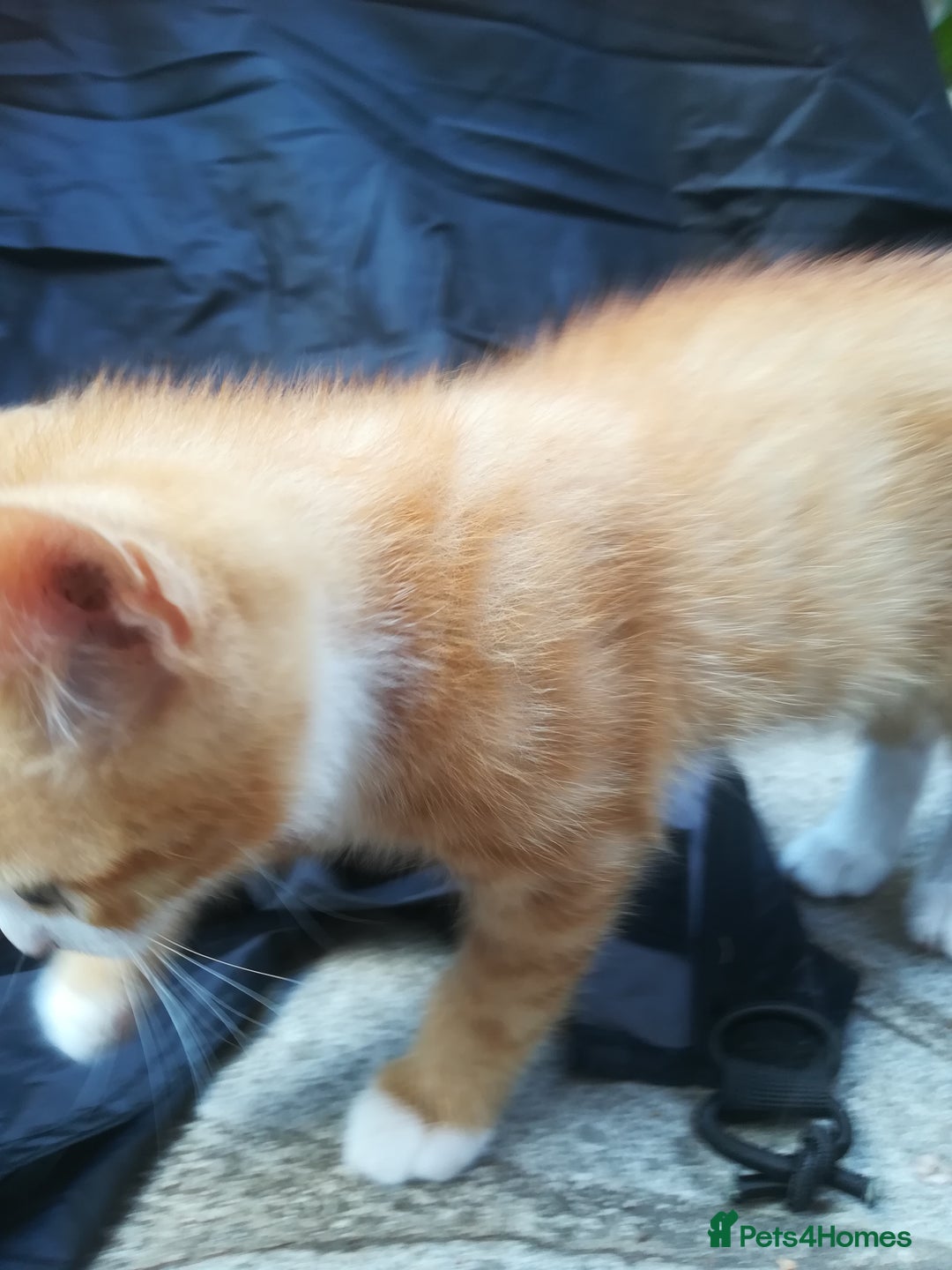 Mixed Breed cats for sale: CLEVER, PRETTY KITTENS READY FOR THEIR NEW HOMES - Image 10