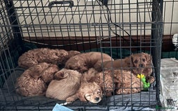 Cavapoo dogs for sale: 7 week old Cavapoo puppies - Bucks/Herts border - Image 1