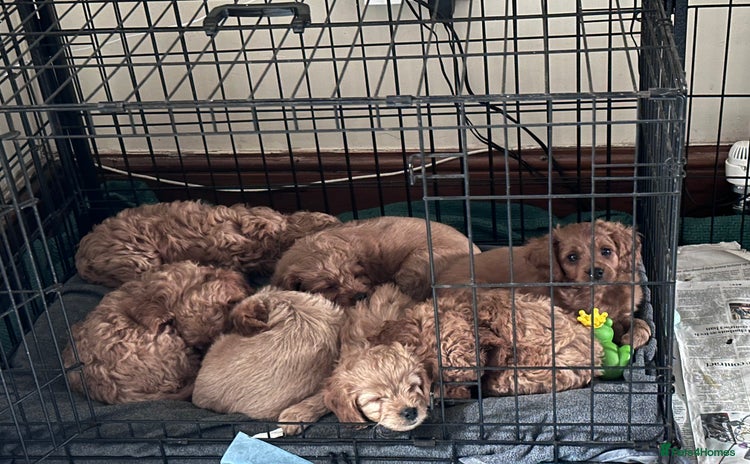 Cavapoo dogs - Advert 16