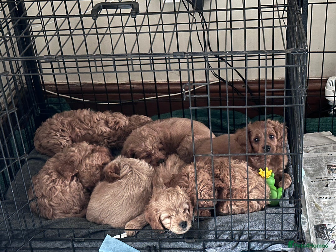 Cavapoo dogs for sale: 7 week old Cavapoo puppies - Bucks/Herts border - Image 1