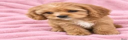 Cavapoo dogs for sale: F1 Cavapoo puppy’s  in Ascot - Advert 4