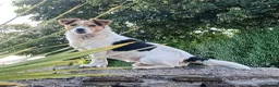 Jack Russell dogs for sale: TRADITIONAL JACK RUSSELL FROM WORKING ORGANIC FARM - Advert 18