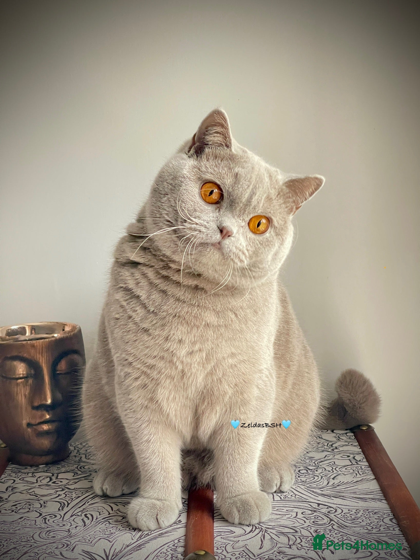 British Shorthair cats 🩵Precious BSH lilac boys💙 - Advert 8