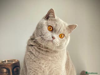 British Shorthair cats 🩵Precious BSH lilac boys💙 - Advert 8