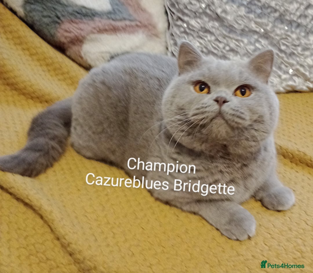 British Shorthair cats for stud: British Shorthair Cream/White 💙 Lilac/Blue Spot in Manchester - Advert 18
