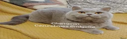 British Shorthair cats for stud: Gccf Active Studs Blue, Lilac, Blue Bi, Cream Bi - Advert 16