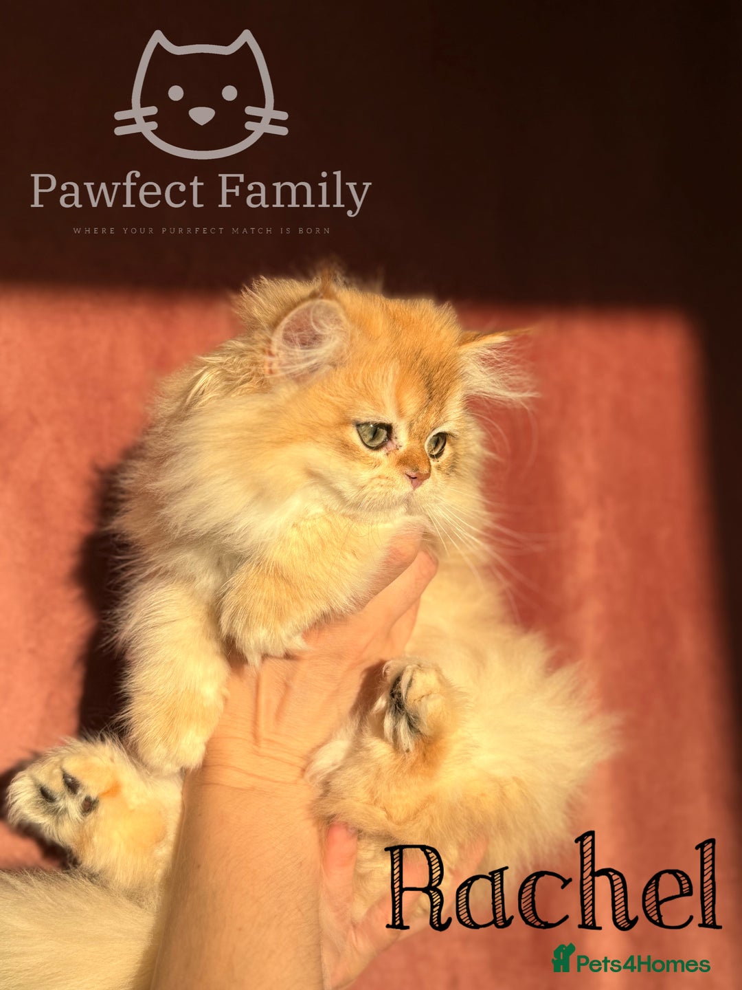 British Shorthair cats for sale: RESERVED - waiting list available  - Advert 2