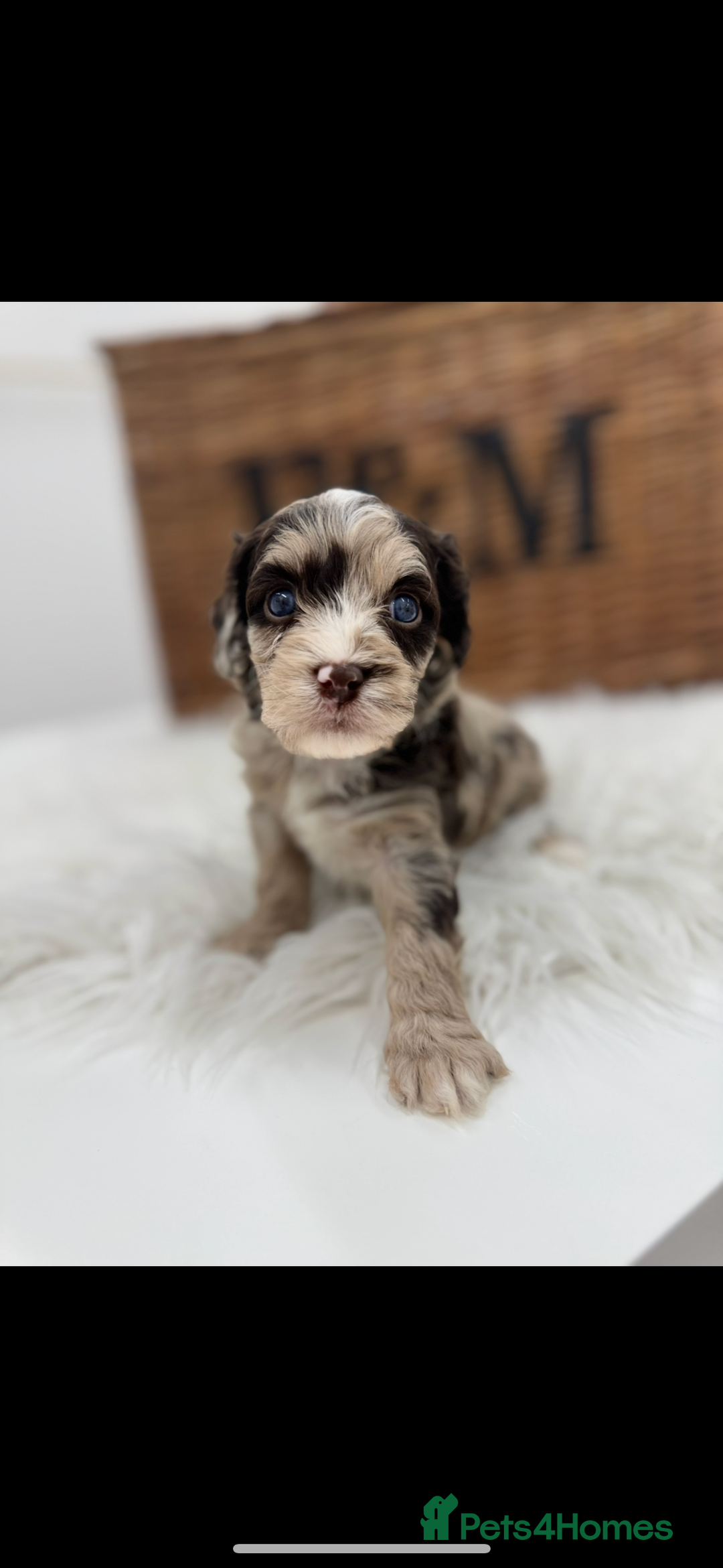 Cavapoo dogs for sale: Mini F1 Cavapoos Exstensively Health Testec  - Image 6