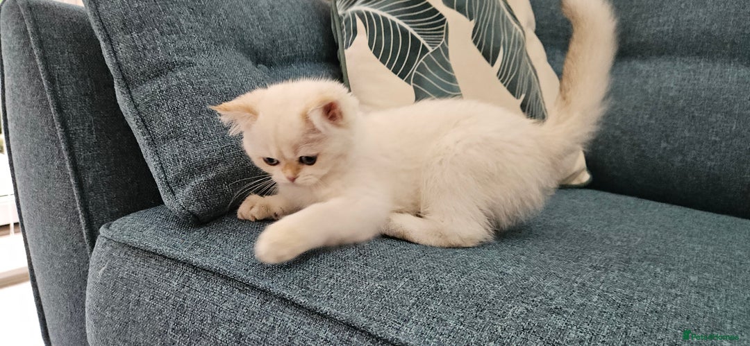 Scottish Fold cats for sale: Excellent Scottish straight kittens  - Image 31