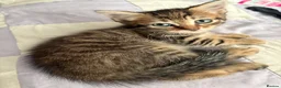 British Shorthair cats for sale: Beautiful tabby kittens looking for loving home - Advert 8