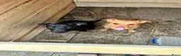 Mixed Breed dogs for sale: Axel & Winston looking for their forever home - Advert 8