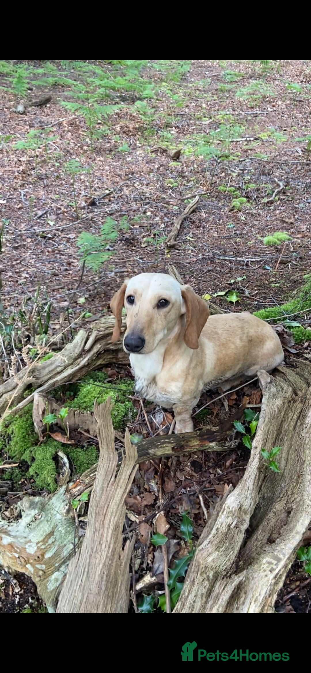 Miniature Dachshund dogs for stud: KC reg Cream - health and DNA Tested   in Southampton - Advert 2