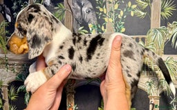 Miniature Dachshund dogs for sale: Stunning Unique Miniature Dachshund Puppies  - Image 15