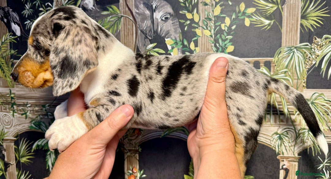 Miniature Dachshund dogs for sale: Stunning Unique Miniature Dachshund Puppies  - Image 15