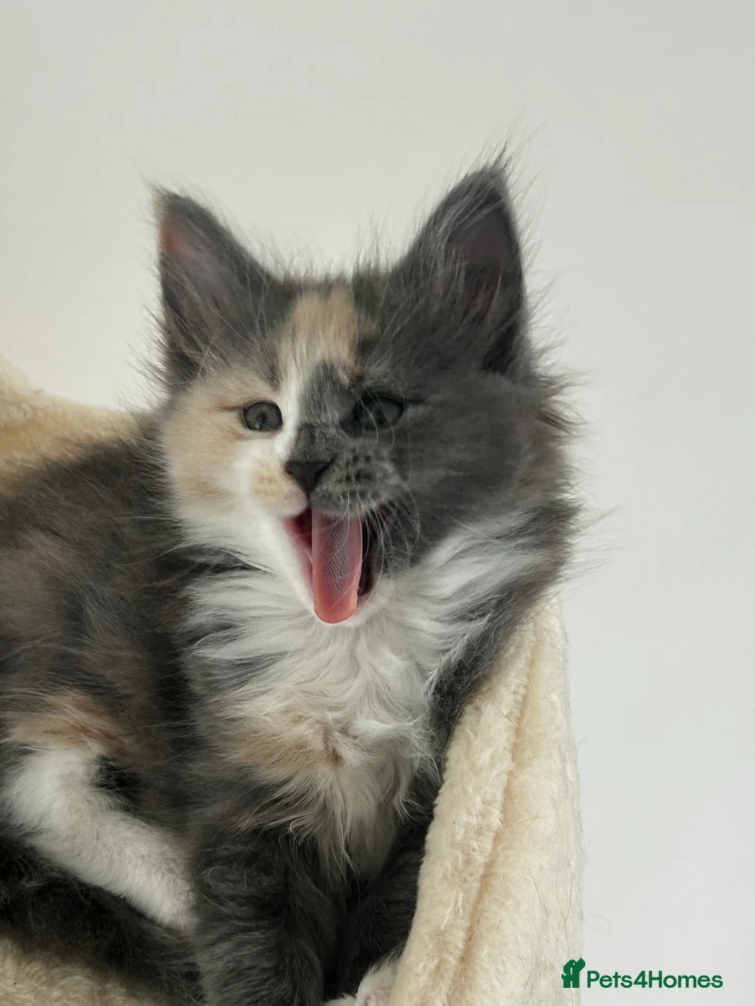 Maine Coon cats for sale: Find Your Purrfect Match! - Advert 14