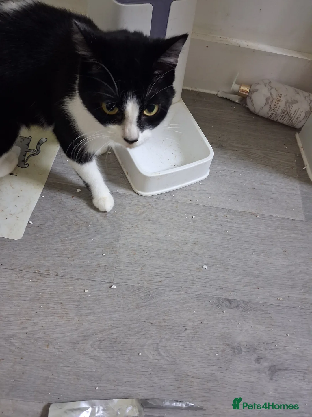 Domestic Shorthair cats for sale: Female cat - Advert 2