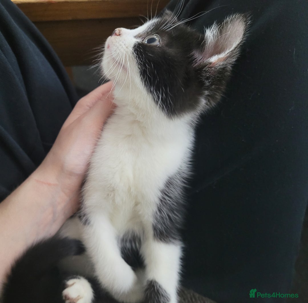 Mixed Breed cats for sale: Beautiful Female Kitten for Sale - Advert 2