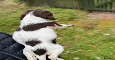 English Springer Spaniel dogs - Advert 14