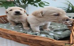 Labrador Retriever dogs for sale: Stunning Labrador retriever puppies  - Image 3