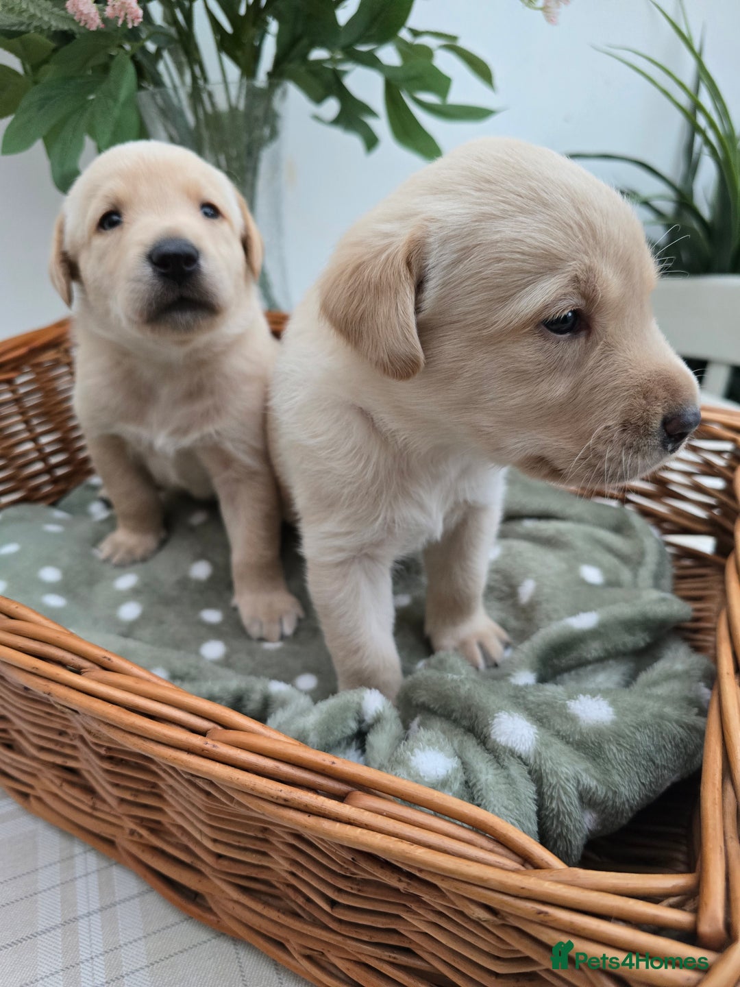 Labrador Retriever dogs for sale: Stunning Labrador retriever puppies  - Image 3
