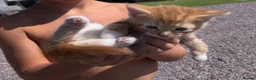 Mixed Breed cats for sale: Kittens  in Newark - Advert 1