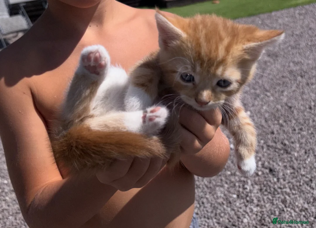 Mixed Breed cats for sale: Kittens  in Newark - Advert 1