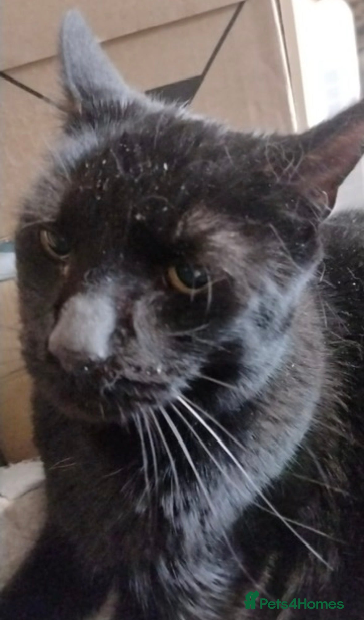 Mixed Breed cats Very large Loving Female! 10yrs neut, vacc, chip - Advert 2