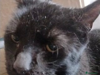 Mixed Breed cats Very large Loving Female! 10yrs neut, vacc, chip - Advert 2