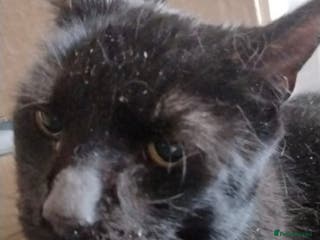 Mixed Breed cats Very large Loving Female! 10yrs neut, vacc, chip - Advert 2