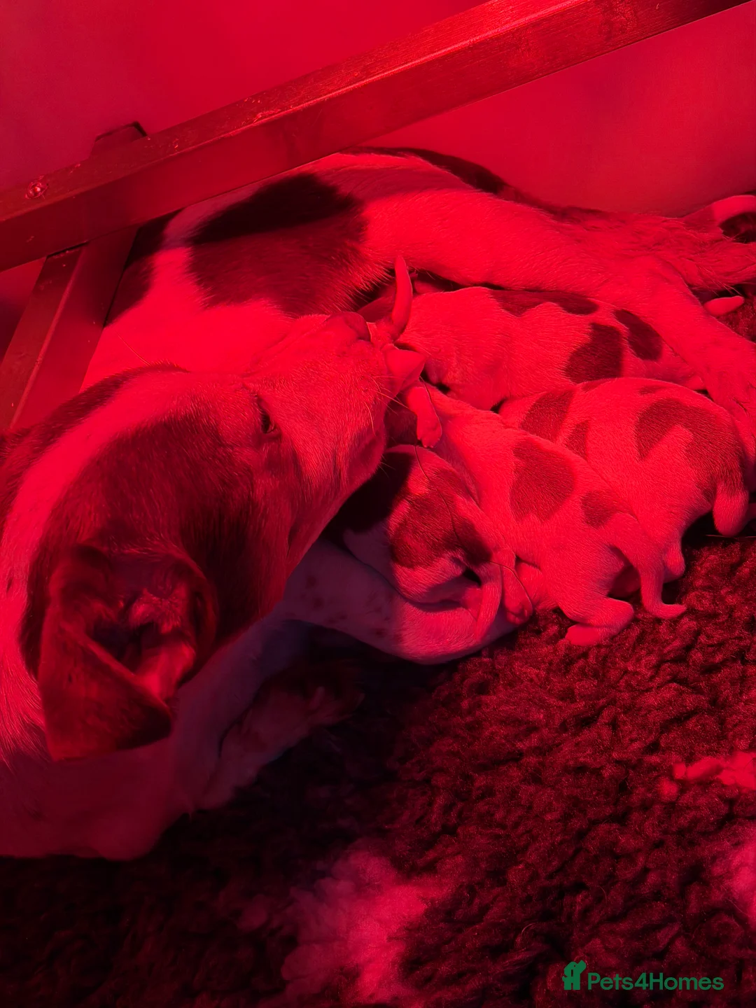 Jack Russell dogs for sale: DONJACKS - fully health tested miniature puppies  - Advert 5