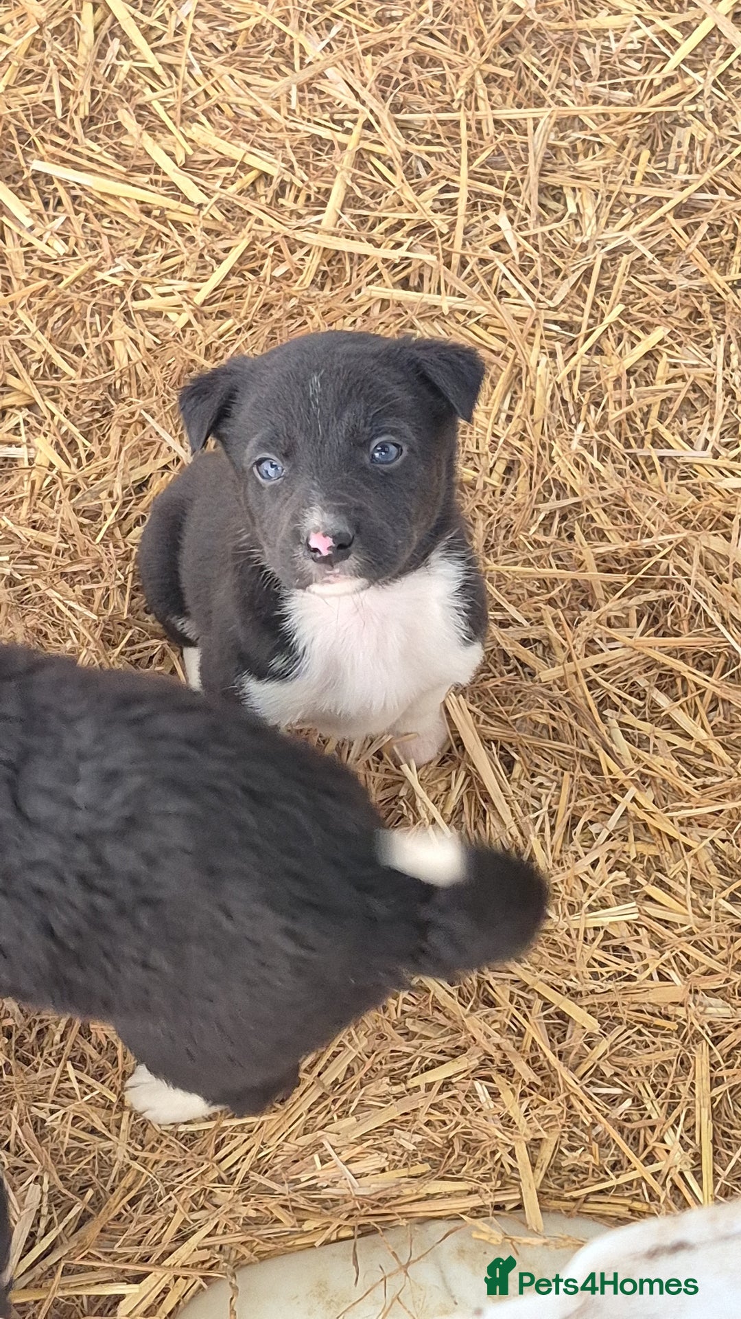 Border Collie dogs for sale: Border Collie Pups - Advert 11