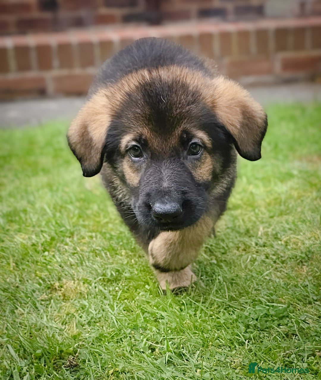 German Shepherd dogs for sale: 🔹️beautiful purebred straight back KC gsp's🔹️ - Image 16