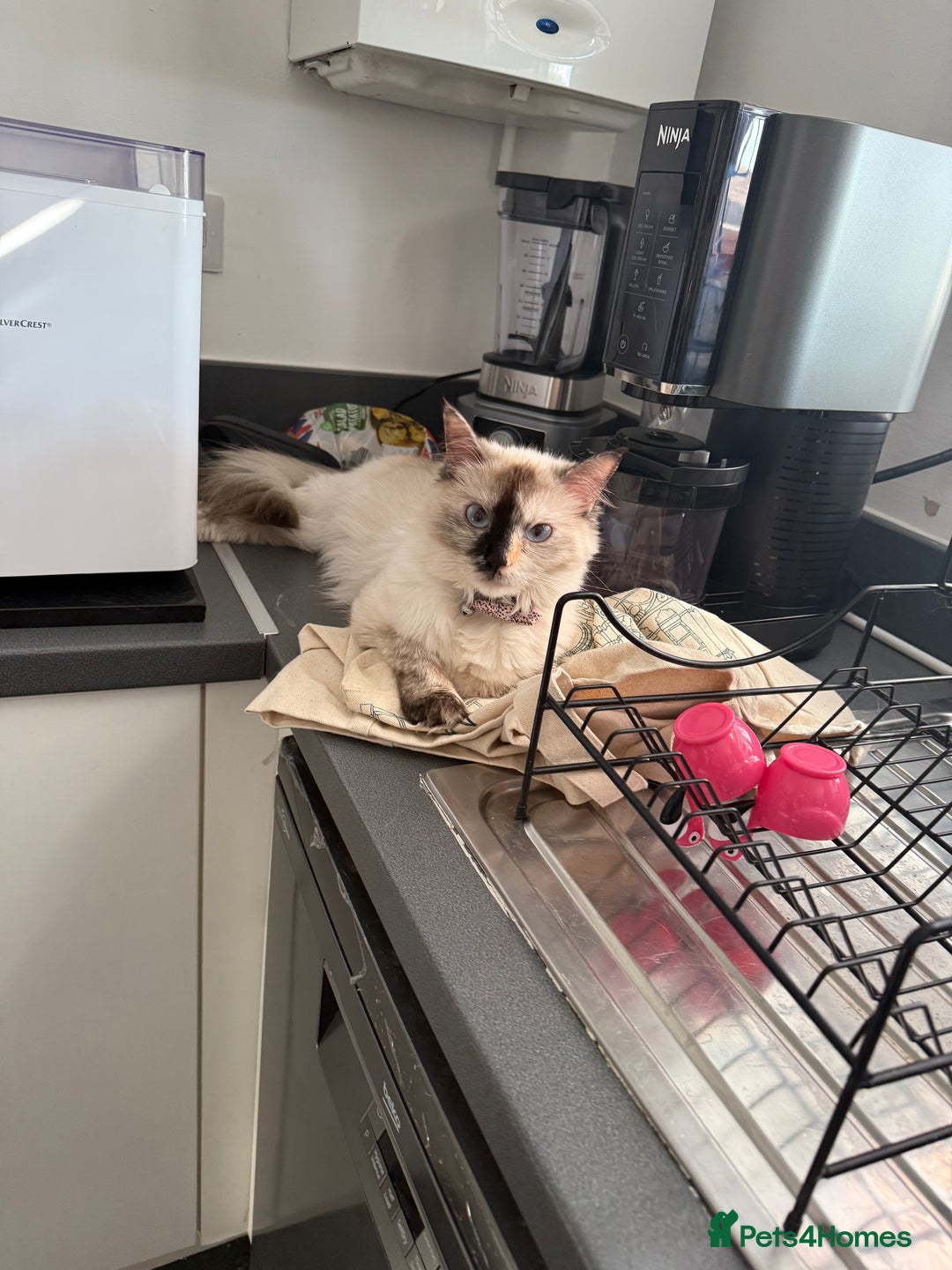 Ragdoll cats for sale: Ragdoll cat - Image 2
