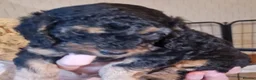 Cockapoo dogs for sale: F1B cockapoo puppies 2 boys 1 girl  - Advert 10